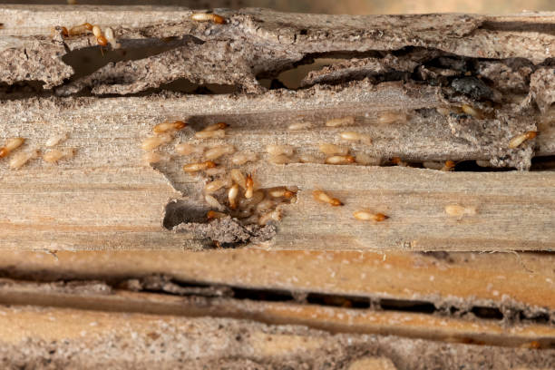 Best Cockroach Control Services  in Bethany, OK
