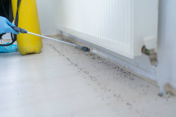 Insect Control in Bethany, OK